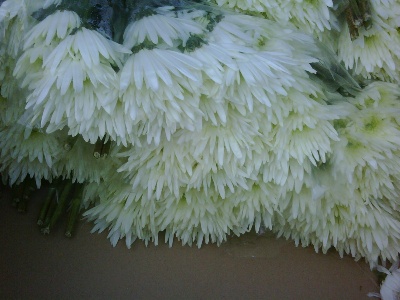 chrysanth delianne